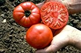 Fleischtomate Paprikaförmige | Bio-Tomatensamen von Culinaris Saatgut