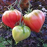Fleischtomate Tomate - Anna Russian - frühe Sorte bis 500g - 20 Samen