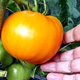 Fleischtome - Tomate - Golden Jubilee - recht Frühe Sorte - 20 Samen