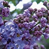 Flieder 10 Samen - Syringa Vulgaris -Schön duftenden, violetten Blüten (Lilac French)