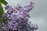 Flieder, Hyazinthen-Flieder Lavender Lady - Kräftige Pflanze im 3,5 lt.-Topf, 30-40 cm