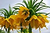 Förderung! 10 PC / Beutel-Gelb Kaiserkrone Seeds imperialis Lutea Samen Easy Home Garten Bodendecker Pflanze wachsen, # LA01DW