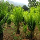 Förderung! 100pcs / bag Rare Chinese Cycas Seeds 20 verschiedene Bonsai-Baum-Samen Garten neue Pflanzen Anti-Radiation