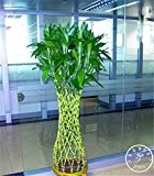 ! Förderung Glücklicher Bambus Samen Topf Balkon Strahlungsabsorption Einpflanzen ist einfach - 100 Samen / Pack, # 5IDR55