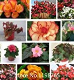 Förderung heißer Verkauf 300pcs Begonia Samen (rosa Farben) Begonia Bonsai Blumensamen Novel Seed