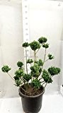 Formgehölz Japanische Stechpalme - Ilex crenata `Convexa´ POM POM - verschiedene Größen (140cm - Topf Ø 50 cm)