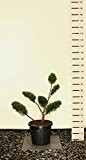 Formgehölz Strauchwacholder - Juniperus media `Mint Julep´ POM POM - verschiedene Größen (100-110cm - Ø 36cm)