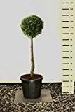 Formschnitt Bonsai Lebensbaum Kugel auf Stamm - Thuja occidentalis Brabant - 120-130cm Stamm 70cm Topf Ø 36cm 20Ltr