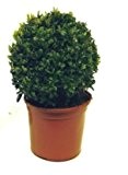 Formschnitt Buchsbaum Kugel - Buxus sempervirens - verschiedene Größen (30-35cm Topf 1,5Ltr. Kugel Ø 15-18cm)