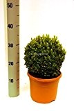 Formschnitt Buchsbaum Kugel - Buxus sempervirens - verschiedene Größen (35-40cm Topf 19cm Kugel Ø 20-22cm)