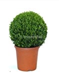 Formschnitt Buchsbaum Kugel - Buxus sempervirens - verschiedene Größen (45-50cm Topf 5,4Ltr. Kugel Ø 30cm)