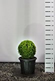 Formschnitt Buchsbaum Kugel - Buxus sempervirens - verschiedene Größen (70-80cm Topf 10Ltr. Kugel Ø 35-40cm)