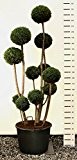 Formschnitt Pon Pon Blaue Scheinzypresse - Chamaecyparis lawsoniana Elwoodii - verschiedene Größen (250cm - Ø 60cm 80Ltr.)