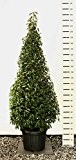 Formschnitt Portugiesischer Lorbeer - Prunus lusitanica Angustifolia - Kegel/Pyramide Kugel Pon Pon - verschiedene Größen (210-230cm - Ø 50cm KEGEL)