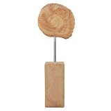 Fossil Nordsee mit 200mm Stele