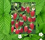 Fragaria Rügen - Monatserdbeere - 50 Samen