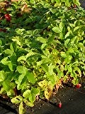 Fragaria vesca var. semperflorens Verbesserte Rügen - Monats-Erdbeere, 24 Pflanzen