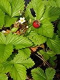 Fragaria vesca - Wald-Erdbeere, 24 Pflanzen