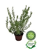 Französischer Estragon, Pflanze, Pfefferkorn, Artemisia dracunculus,frischer Estragon für Ihre Küche