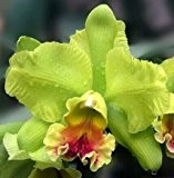 freies Schiff Cattleya Hybrida Blumensamen 40seeds berühmten Blumen Orchideen Samen Bonsai Topfbüropflanze Schöne Blumen