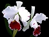 freies Schiff Cattleya Hybrida Blumensamen 40seeds berühmten Blumen Orchideen Samen Bonsai Topfbüropflanze Schöne Blumen