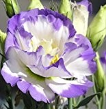 freies Schiff heißer Verkaufs-40 Farben Seltene eustoma Samen Blumensamen 40pc Bonsai Samen für Heim & Garten