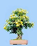 Freies Verschiffen, 10 PC mini Topf Birnbaum Samen, Chinesisch hochwertigen Obstpflanzen