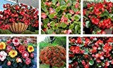 Freies Verschiffen 100pcs / lot Red Begonia Samen Blumensamen