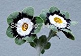 Freies Verschiffen 200pcs Europäische Primel Samen Primula malacoides Blume Semillas de Flores für Garten-Ausgangspflanze