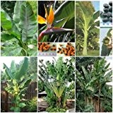 Freiland Bananen / Strelitzien Mix - 6 Arten - je 20 Samen - außergewöhnliche Bananen