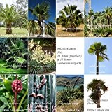 Freiland Mix - extremst frosthart - 11 Arten je 10 Samen - Palmen - Bananen - Bambus ...