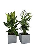 Fresh-Air-Duo, Zimmerpalme + Dieffenbachia im Scheurich Würfeltopf grau-stone, ca. 14x14x14cm, 2 Pflanzen und 2 Töpfe