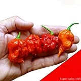 Frische Rare Red "Carolina Reaper" Pepper Samen (hot chilli) Bio Gemüsesamen - 10pcs / lot