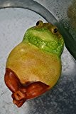 Frosch- hübscher großer Schwimmfrosch für den Teich - Länge 20 cm- gelb-grün- robuste Ausführung- wetterfest