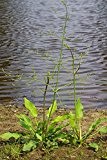 Froschlöffel (Alisma plantago-aquatica) 50 Samen -Wasser/Sumpfpflanze-