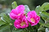 Frostharte Apfelrose Rosa rugosa ca. 80 cm Höhe in verschiedenen Mengen (1)
