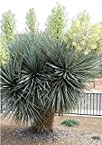 Frostharte Blaukronige Kugelyucca 90-100cm Yucca rigida Winterharte Yuccapalme