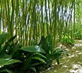 Frostharter Bambus Phyllostachys nigra ´Boryana` ca.175cm Wolkenfetzenbambus schnellwachsend ohne Rhizome bis - 20 Grad