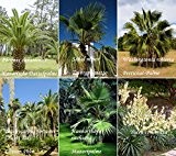 Frostharter Mix 6 Arten 60 Palmen Yucca Samen