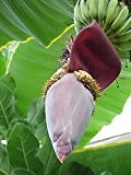 Fruchtbanane -Musa acuminata- 10 Samen ***Super Zimmerpflanze mit essbaren Früchten***