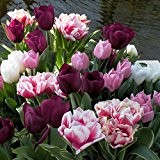 Frühe Tulpenmischung - 50 blumenzwiebeln