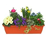 Frühlings Balkonpflanzen-Set für Balkonkästen mit 60 cm Länge 7 Pflanzen