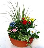 Frühlings Pflanzen-Set für Schalen oder Balkonkästen 7 frostharte Pflanzen