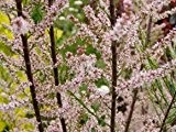 Frühlings Tamariske - Tamarix parviflora - Blütengehölz