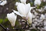 Frühlingsblüher - Magnolienbaum - weiße Blüten - Magnolia grandiflora - 130-150cm - Topf Ø 33cm