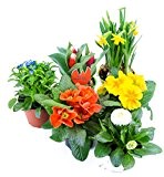 Frühlingsblumen Set 4, Primeln, Bellis Gänseblümchen, Vergiessmeinnicht, Tulpen & Narzissen