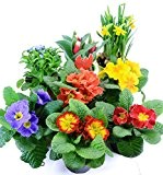 Frühlingsblumen Set 5, Primeln, Vergiessmeinnicht, Tulpen & Narzissen