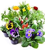 Frühlingsblumen Set 6, Ranunkeln, Narzissen, Tulpen, Nelken, Viola & Primeln