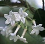 Frühlingsduftblüte 60-80cm - Osmanthus burkwoodii