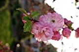 Frühlingskirsche 'Fukubana' - Prunus subhirtella 'Fukubana' - Zierkirsche